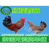 南寧具有口碑的雞苗供應(yīng)_銅仁雞苗供應(yīng)