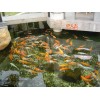 南京景觀魚池水專業凈化、處理！