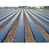 地膜供應商-要買優惠的農用地膜，齊環塑料是不二選擇
