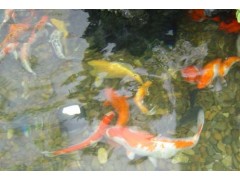 濟南市庭院景觀魚池水凈化比較好的