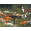 西安市庭院景觀魚(yú)池水凈化 過(guò)濾 增氧一體化系統(tǒng)