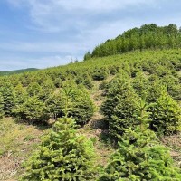 出售:青扦云杉1.5米—2米，30*30定值杯苗，數據1萬棵